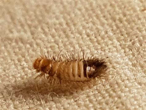 Species Identification Can Anyone Identify This Insect Larvae Please