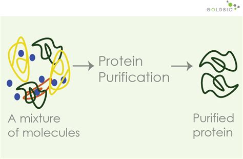 How Column Chromatography Works To Separate Proteins Goldbio