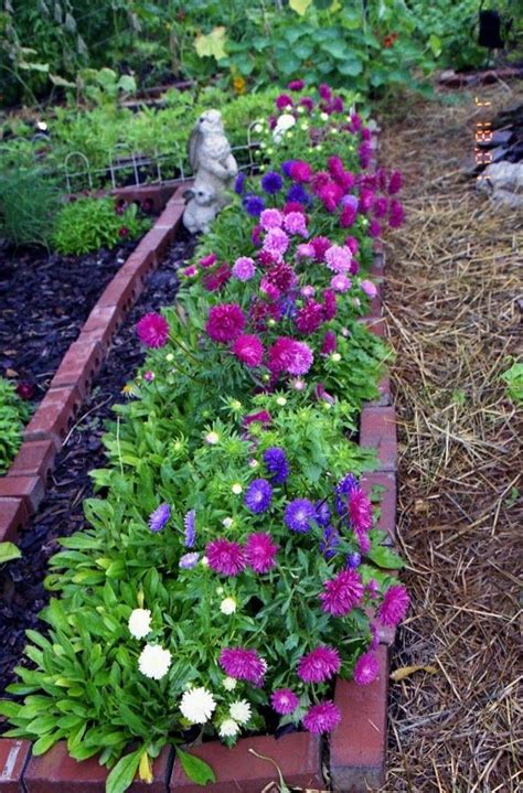 The habit of growth is relatively loose, except with compact new cultivars. Bachelor Buttons | Annual garden, Flower garden, Button ...