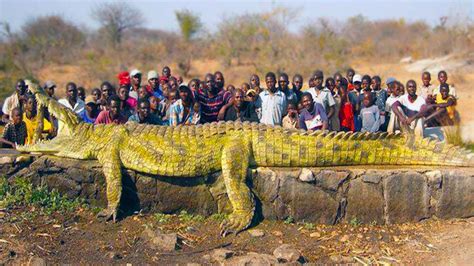 Largest Crocodiles Ever Recorded Youtube