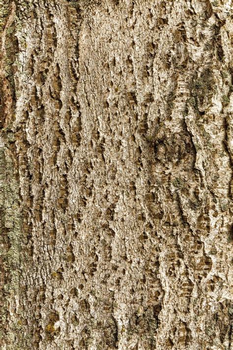 Wooden Texture Aspen Of Dark Rough Tree Bark Brown Color Stock Image