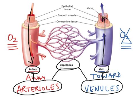Artery Vein Capillary Science Anatomy And Physiology Showme