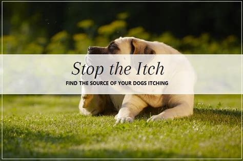 How To Stop Itching From Dog