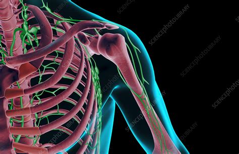 The Lymph Supply Of The Shoulder Stock Image F0014337 Science