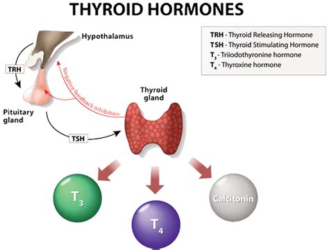 Introducing Your Thyroid Gland Wakemed Voices Blog