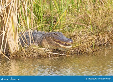 American Alligator Sunning In The Reeds Stock Image Image Of Behavior