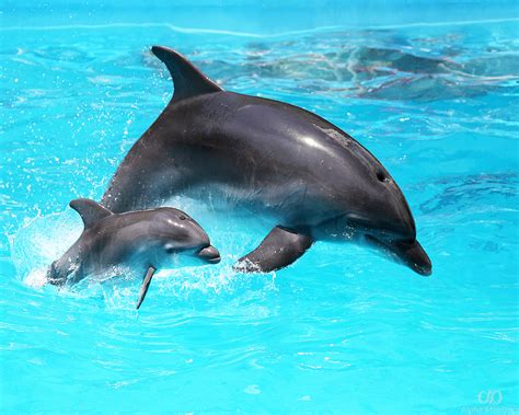 Dolphin Lifespan Noredkits