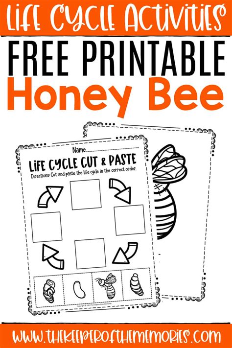 Free Printable Bee Life Cycle Worksheets The Keeper Of The Memories