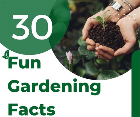 30 Fun Facts About Gardening Shop With Me Mama