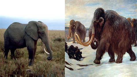 Woolly Mammoth Compared To Elephant Size