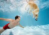Photos of Dog Swimming Pool