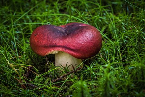 nature, Mushroom Wallpapers HD / Desktop and Mobile Backgrounds