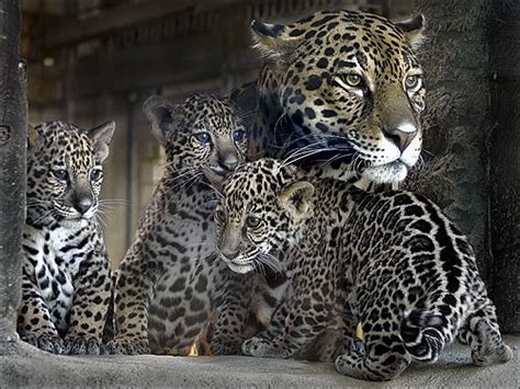 Jaguar Cubs At The Stone Zoo