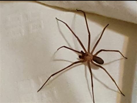Brown recluse : spiders