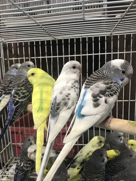Parakeet Birds For Sale Tucson Az 108555 Petzlover