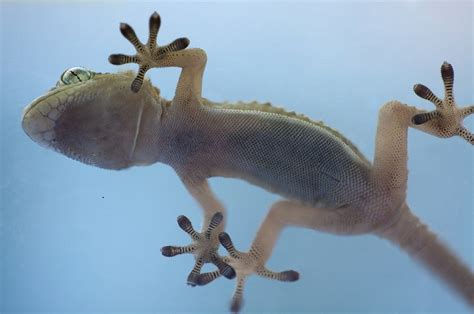 Geckos Sticky Secret They Hang By Toe Hairs Live Science