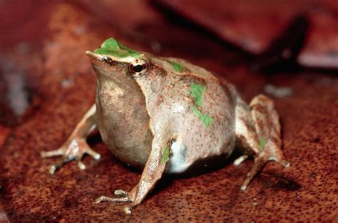 50 Adorable Frog Facts About These Little Leaping Creatures