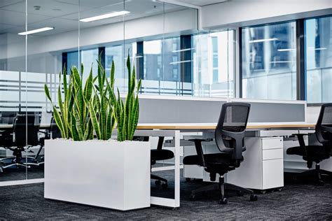 Best Office Plants For New Startups Pots Planters And More