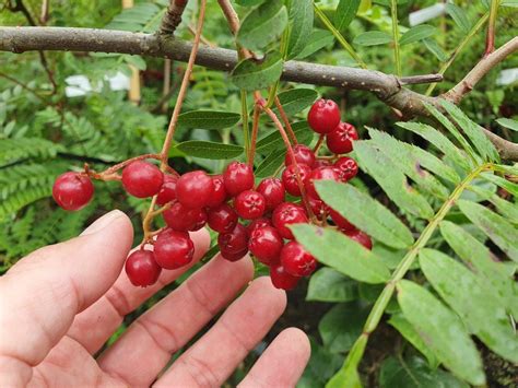 Sorbus Kirstens Pink Red Berry Rowan Easy Big Trees Nz