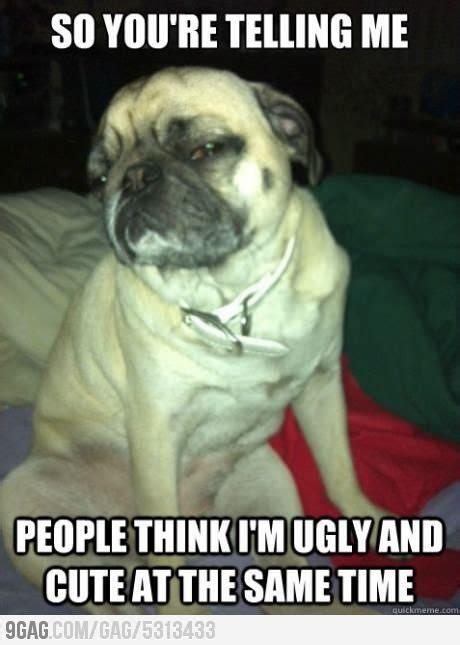 25 Hilarious Pug Memes Cute Pugs Funny Animal Memes Pugs