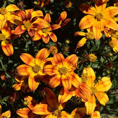 I tillegg er ingen av. Bidens 'Bee Alive' 3ltr - Perennial Plants - Arboretum ...