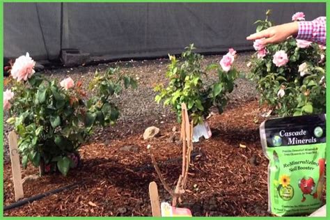 How To Transplant Roses Ultimate Rose Garden In 2020 Rose Care