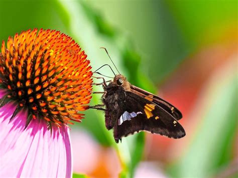 Silver Spotted Skipper Butterflies 5 Things To Know