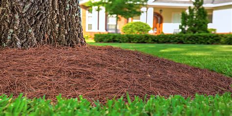 Pine Straw Vs Mulch Which One Should I Use Pros And Cons