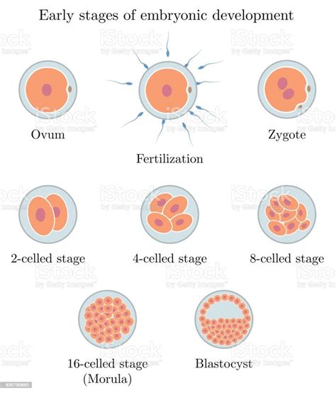 Human Embryonic Development Showing Stages From Egg And Fertilization