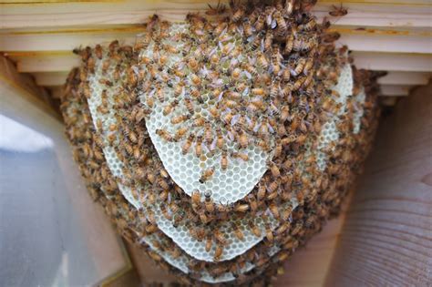 Langstroth, horizontal top bar, and warré hives. Top Bar Hives | Talking With Bees