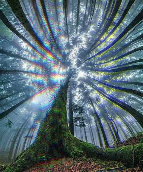 Pin By Gvantsa Saginashvili On Art Photo Trippy Forest Psychedelic