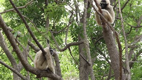Monkey Climbing A Tree Gold Monkey Stock Footage Video 6285233