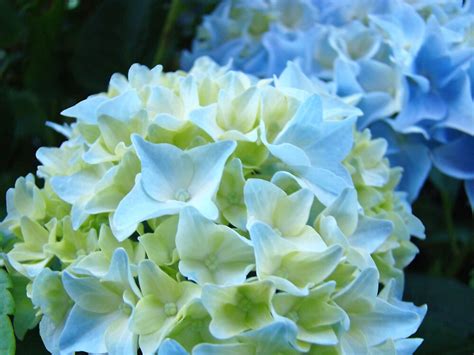 Beautiful Blue White Hydrangea Flower Art Prints Baslee Troutman By