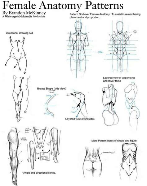 Pin By John Gkialpis On Anatomy Anatomy Drawing Female Anatomy Anatomy Reference