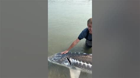 Reeling In Dinosaurs 💪🔥🦕 Fraser River Lodge Fishing Sturgeon Youtube