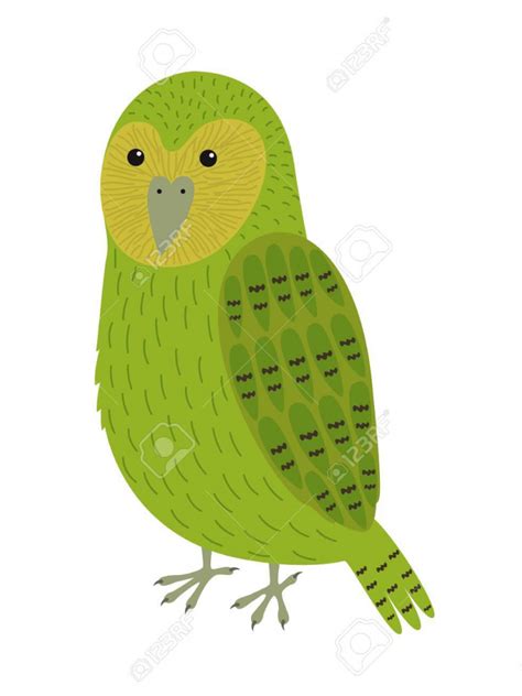 Free Download Kakapo Bird Icon Royalty Cliparts Vectors And Stock