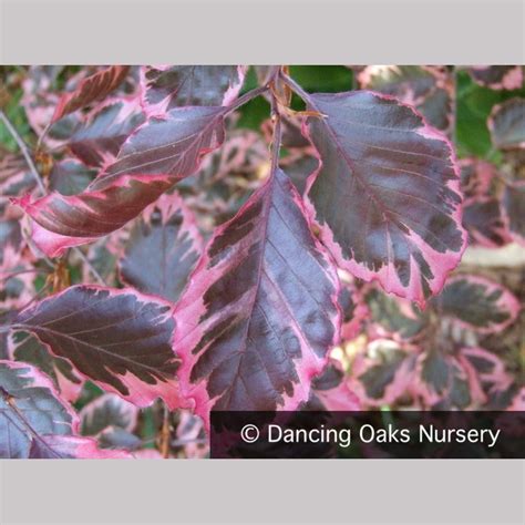 Fagus Sylvatica Tricolor European Beech Dancing Oaks Nursery And