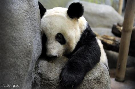 Us Memphis Zoo Says Giant Pandas Healthy Amid Concern Over Their