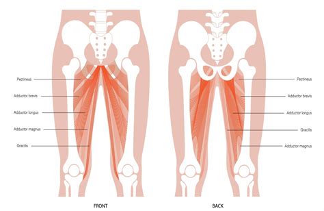 15 Hip Adductor Stretches To Loosen Tight Groin Inner Thighs