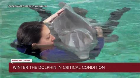 Winter The Dolphin Died From Twisted Intestines