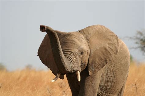 Why Do Elephants Have Big Ears - Some Interesting Facts