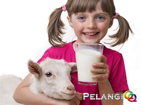 Manfaat Susu Kambing Untuk Kesehatan Tubuh Pelangiqq Lounge