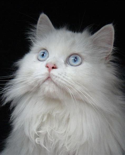 Persian Cats The Happy Cat Site