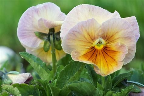 Magnificent Large Garden Pansy Flowers In The Morning With Drops Of Dew