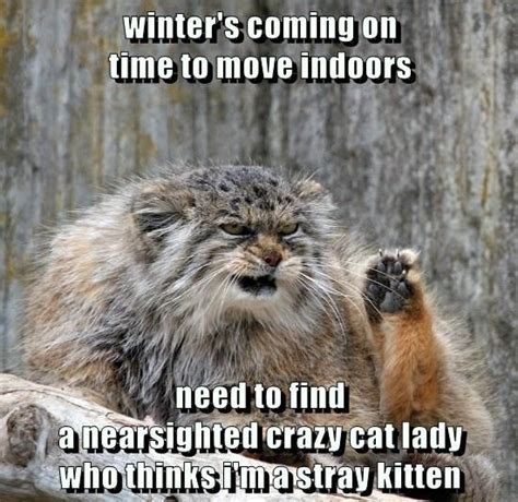 Grab The Unbelievable Funny Crazy Lady Cat Memes Hilarious Pets Pictures