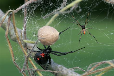 The black widow spider gets its name from the erroneous belief that the female spider kills the. Venomous Spiders in Southern California - Phoenix Pest ...