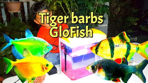 Tiger Barb Fish Tank Setup Easy And Quick Tiger Barb Fish Setup New