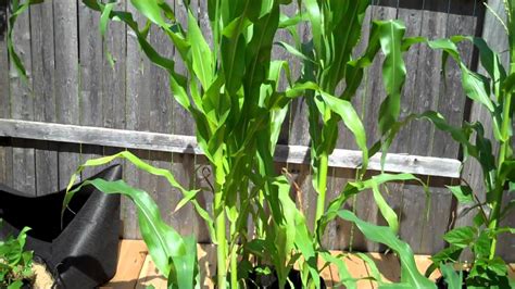 Growing Sweet Corn in Containers - YouTube