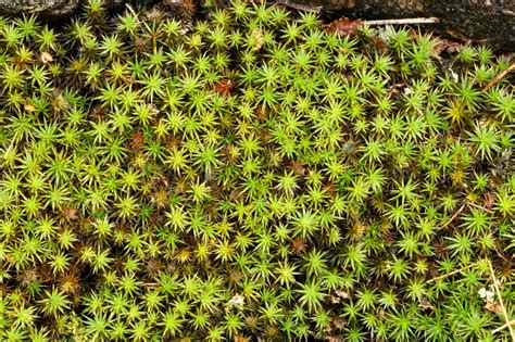 It causes your affected skin to become thin, white, and wrinkly. Distracted Naturalist: Moss and Lichen Watching at Quarry Park and Nature Preserve