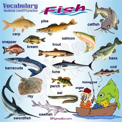 คำศัพท์ภาษาอังกฤษน่ารู้เกี่ยวกับปลา Fish Vocabulary | English vocabulary, Vocabulary, Vocabulary ...
